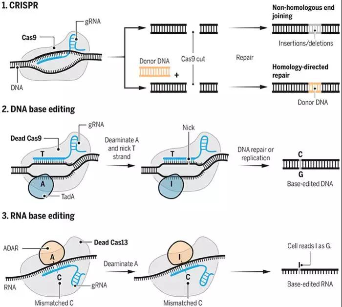 CRISPR2.0-6.jpg
